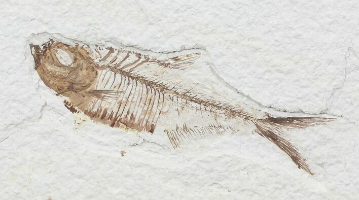 Bargain, Diplomystus Fossil Fish - Wyoming #67934